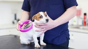 Microchipping can help reunite thousands of pets lost every year with owners 