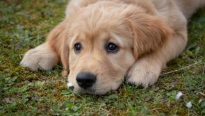 Garda warning following spike in dog thefts