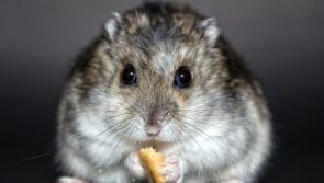 BEWARE: Waterford businesses reopening after Covid-19 lockdown warned about rodent infestation 