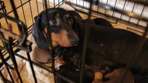 Gardaí seize 32 stolen dogs in huge operation 