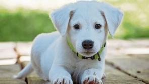 Gardaí issue appeal to dog owners and offer advice after recent thefts