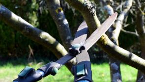 Emergency tree pruning underway on regional Waterford road