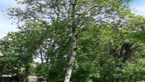 A tree could be planted in your name to commemorate 100 years of the State 