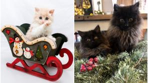 12 top tips to avoid sending your cat crackers at Christmas