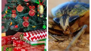 Christmas warning to Waterford householders after surge in cockroach callouts