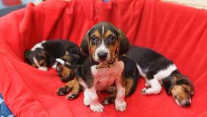 Pet Corner: Six top tips to help you and your puppy get a good night’s sleep