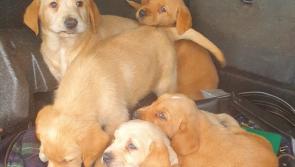 Has your dog gone missing? Gardaí have made a significant seizure