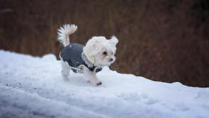 ISPCA's top tips for Waterford pet owners during frost and snow weather conditions 
