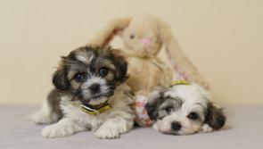 Waterford dog owners warned paws off the chocolate this Easter