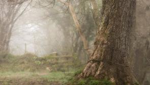 SLIDESHOW: Orla Fleming - 'Beholden&nbsp;to the beauty around us'