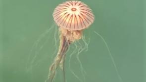 Know your jellyfish - and what to do (or not do!) if you get stung on a Waterford beach