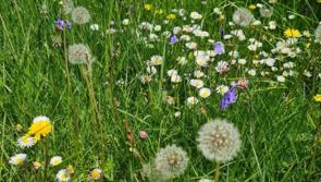 Waterford announced as recipient of Creative Climate Action funding