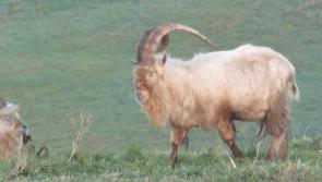 Conservation group seeks protection status for endangered Waterford goats