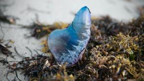 New warnings of dangerous jellyfish on popular Waterford beach 