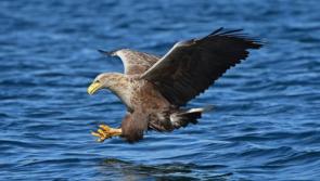 ALERT: Case of bird flu detected in Ireland 