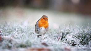 WATERFORD WEATHER: Dry today (Jan 26) with frost and low temperatures developing later