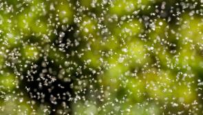 Warnings issued ahead of Flying Ant Day