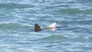 WATCH: Basking Shark spotted off coast of Waterford