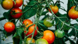 Get Ireland Growing is looking for communities across Waterford to sign up
