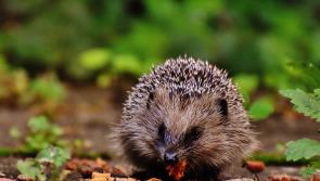 Waterford residents encouraged to report sightings of hedgehogs