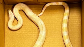 St Patrick missed one! Dublin Gardai issue appeal to find owner of escaped snake