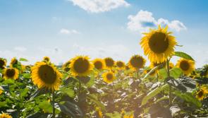 WATERFORD WEATHER: High temperatures and sunny spells forecast today (May 22)