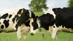 'Tinder for Cows' - New matchmaking service for Waterford farmers to find the perfect pull for their bull