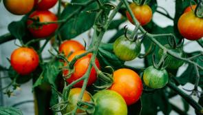 Huge support package announced to support Waterford fruit and vegetable growers
