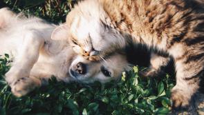 'Frontline work that we can all be proud of' - Animal Welfare Grant launched for Waterford charities