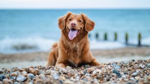 Dog owners in Waterford reminded to take care of their pets while enjoying the summer weather

 