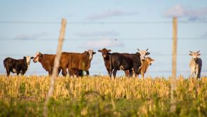 Farmers in Waterford urged to take steps to protect their livestock during hot weather

