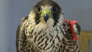 Carers for injured wildlife in Waterford encouraged to ensure they are compliant with the law