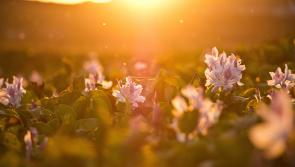 WATERFORD WEATHER: Mainly dry and sunny this weekend with highest temperatures of 21 degrees