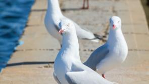 Warning issued to Waterford public over 'aggressive' pest birds