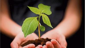 Horticulture growers in Waterford to receive up to €100,000 each in exceptional payment scheme