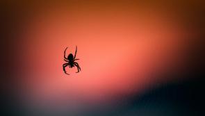 GUIDE: Top tips for Waterford householders as spiders move indoors

