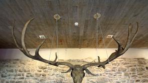 Ancient giant deer antlers go on display at Waterford Treasures museum