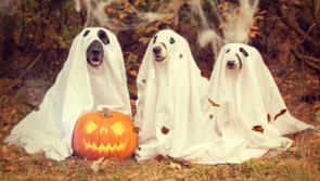 Halloween 2022: The most popular costume searches in Waterford this year