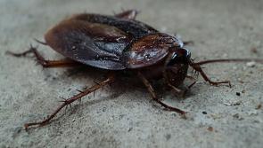 Warning issued to Waterford public over threat of cockroaches during cold weather