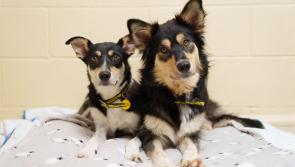 Dogs Trust invites Waterford dog lovers to take part in ‘The Big Paws’