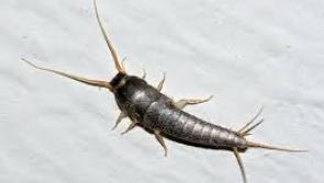 Silverfish alert: Waterford had one of the highest call out rates for these nocturnal creatures