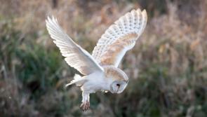  Barn owl conservation among Waterford projects to benefit from €50k biodiversity funding