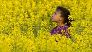 GUIDE: How to prepare for Ireland&rsquo;s high-level pollen count