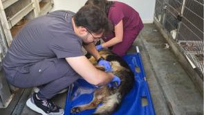 Anger in Waterford as  dog is put to sleep after 'wilful neglect'