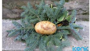 Feeling the pinch this festive season? Cut costs with a homemade wreath