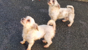 Waterford SPCA seeks adoption applications for two 'extremely sweet' Maltese crosses