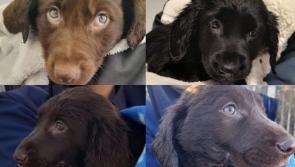 'As good as gold' - ISPCA Waterford seeks forever homes for four beautiful puppies