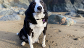 Over €20,000 raised to mend Waterford pooch's broken heart