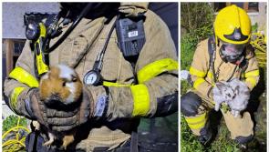 Firefighters rescue 'furry family friends' from Dublin house fire