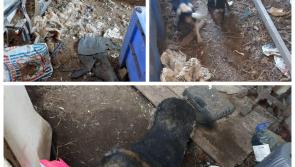 Farmer banned from owning pets following discovery of dead animals in yard with dogs 